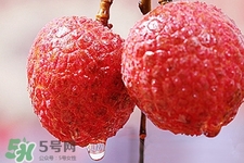 初春有荔枝吃嗎？立春后有荔枝吃嗎？