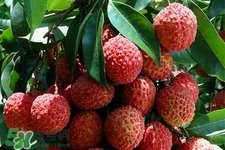 孕婦可以吃荔枝嗎？懷孕了能吃荔枝嗎？