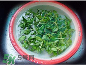 香菜煮水洗腎是真的嗎？香菜煮水洗腎是真的嗎