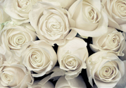 情人節(jié)能送白玫瑰嗎？情人節(jié)送白玫瑰好嗎？