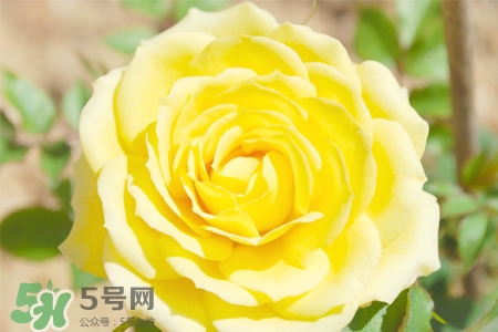 情人節(jié)可以送黃玫瑰嗎？情人節(jié)送黃玫瑰好嗎？