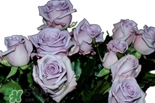 情人節(jié)可以送紫玫瑰嗎？情人節(jié)送紫玫瑰好嗎？