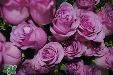 送紫玫瑰有什么含義？紫色玫瑰代表什么意思？