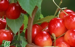 櫻桃為什么那么貴?櫻桃為什么這么貴? 櫻桃為什么那么貴?櫻桃為什么這么貴?