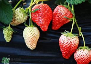 小孩咳嗽可以吃草莓嗎？小孩發(fā)燒可以吃草莓好？