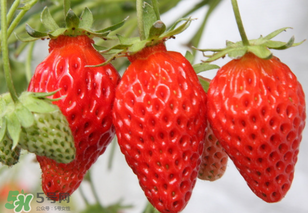 寶寶吃草莓會過敏嗎？寶寶吃草莓過敏怎么辦？