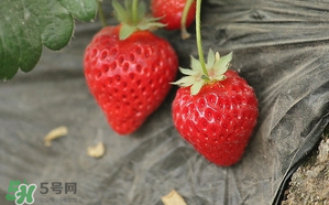 寶寶吃草莓會過敏嗎？寶寶吃草莓過敏怎么辦？