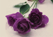 情人節(jié)可以送紫玫瑰嗎？情人節(jié)送紫玫瑰好嗎？