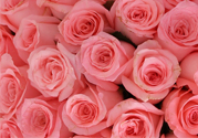 情人節(jié)可以送粉玫瑰嗎？情人節(jié)送粉玫瑰好嗎？