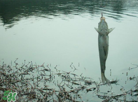 初春什么時候可以釣魚？初春釣魚技巧