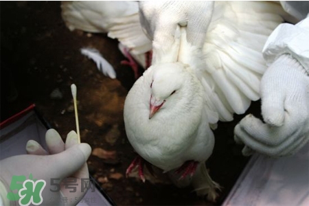 禽流感期間能吃鴿子嗎？吃鴿子會(huì)得禽流感嗎？