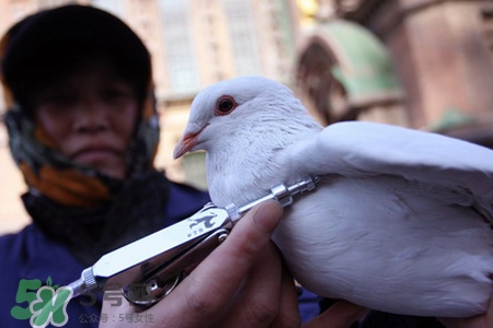 禽流感期間能吃鴿子嗎？吃鴿子會(huì)得禽流感嗎？