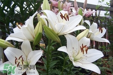 百合花怎么養(yǎng)？百合花在家怎么養(yǎng)？