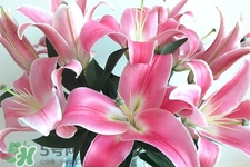 百合花怎么養(yǎng)？百合花在家怎么養(yǎng)？