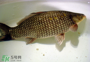 春天釣鯽魚用什么餌料？春天釣鯽魚餌料配方