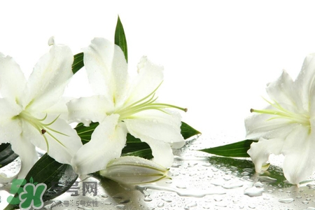 百合花怎么養(yǎng)水里？水養(yǎng)百合花怎么開久些？