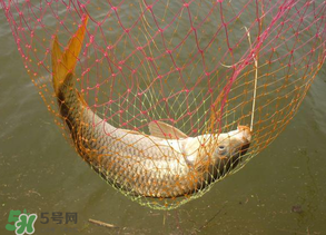 春天釣鯉魚用什么餌料？春天釣鯉魚餌料配方