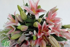 養(yǎng)百合花用什么水？養(yǎng)百合花水里放什么？