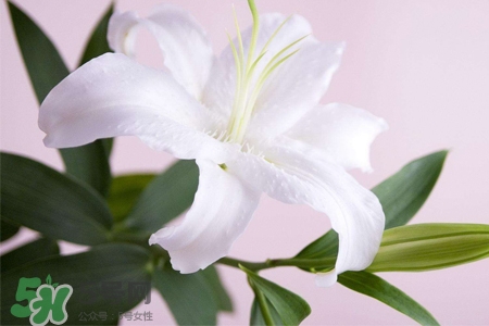 百合花多久澆一次水？百合花多長時間澆水？