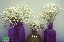 滿天星在花瓶里怎么養(yǎng)？滿天星買回來要養(yǎng)水嗎？