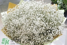 滿天星在花瓶里怎么養(yǎng)？滿天星買回來要養(yǎng)水嗎？