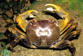 春天吃螃蟹應(yīng)該選公的好還是母的好？春天螃蟹是公的好還是母的？