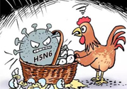 h7n9禽流感怎么預(yù)防？預(yù)防h7n9禽流感知識(shí)