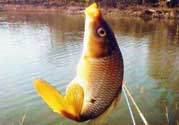春天釣鯉魚用什么餌料？春天釣鯉魚餌料配方