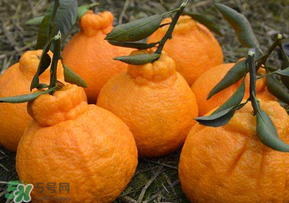 丑橘少錢一斤？丑橘一斤幾個(gè)？