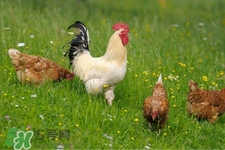 h7n9禽流感可以治愈嗎？禽流感能治好嗎？