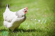 h7n9禽流感可以治愈嗎？禽流感能治好嗎？