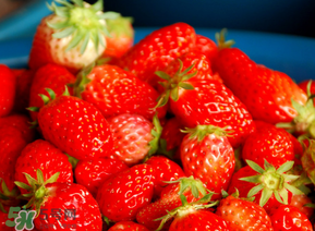 新鮮草莓可以放冰箱嗎？新鮮草莓能在冰箱里放幾天？