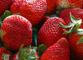 奶油草莓和普通草莓的區(qū)別 牛奶草莓和普通草莓的區(qū)別 奶油草莓和普通草莓的區(qū)別 牛奶草莓和普通草莓的區(qū)別