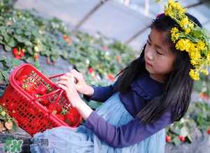 三亞哪里可以摘草莓？三亞摘草莓在哪里？