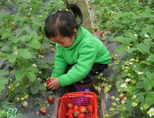 三亞哪里可以摘草莓？三亞摘草莓在哪里？