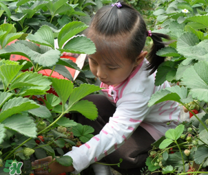 三亞哪里可以摘草莓？三亞摘草莓在哪里？