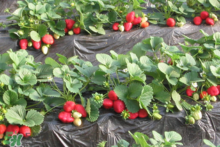 草莓一畝能收多少斤？一畝草莓能產(chǎn)多少斤？