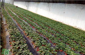 草莓一畝能收多少斤？一畝草莓能產(chǎn)多少斤？