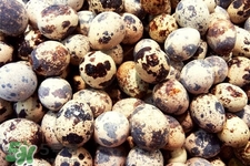 禽流感可以吃鵪鶉蛋嗎？禽流感期間能吃鵪鶉蛋嗎？