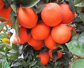 給寶寶吃臍橙好還是血橙好？臍橙好吃還是血橙好吃？