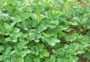 草莓苗幾月份種植？幾月份可以種草莓？