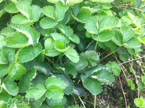 草莓苗幾月份種植？幾月份可以種草莓？