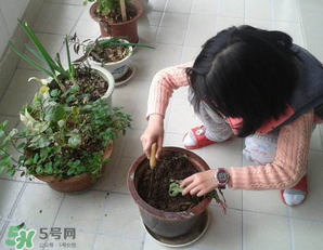 春天家里適合種什么花？春天適合種植什么花？