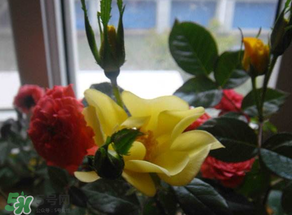 春天家里適合種什么花？春天適合種植什么花？