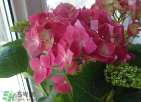 春天家里適合種什么花？春天適合種植什么花？