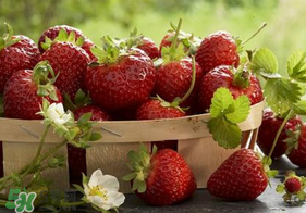 新鮮草莓怎么保鮮？新鮮草莓如何存放更久？