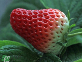 紅顏草莓為什么那么貴？紅顏草莓多少錢(qián)一斤？