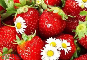 九九草莓多少錢一斤？99草莓價格是多少？