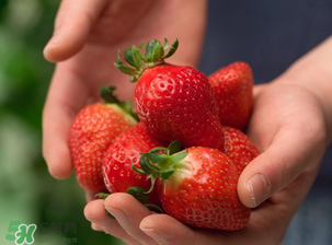 九九草莓好嗎？九九草莓和牛奶草莓區(qū)別 