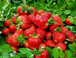 章姬和紅顏哪個好吃？章姬草莓和紅顏草莓的區(qū)別